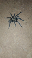 Acanthoscurria