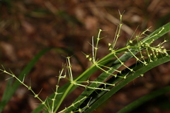 Lomandra hystrix