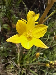 Bulbine bulbosa