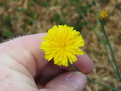 Hypochaeris radicata