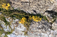 Xanthomendoza
