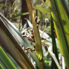 Dianella tasmanica