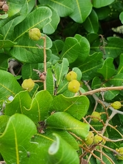 Cupaniopsis anacardioides