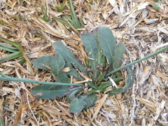 Hypochaeris radicata