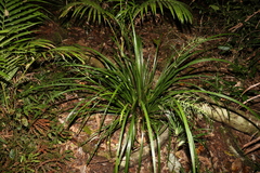 Lomandra hystrix