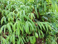 Microstegium vimineum