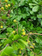 Cupaniopsis anacardioides