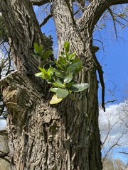 Griselinia lucida