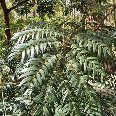 Acacia elata