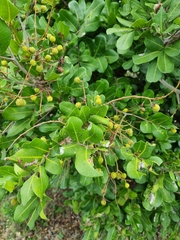 Cupaniopsis anacardioides