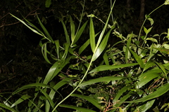 Flagellaria indica