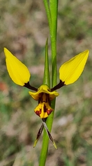 Diuris sulphurea