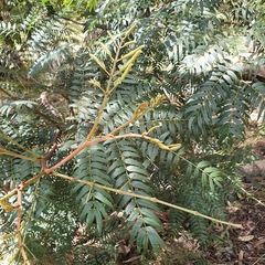 Acacia elata