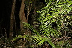 Flagellaria indica