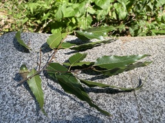 Quercus chenii
