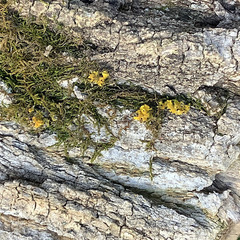 Xanthomendoza