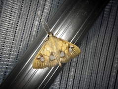 Nosophora semitritalis