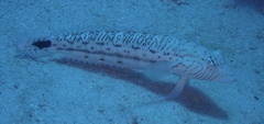 Parapercis hexophtalma