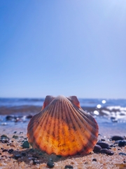 Pecten fumatus