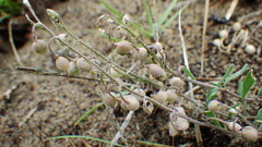 Physaria arenosa