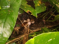 Crypturellus boucardi