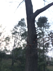 Carpinus turczaninovii