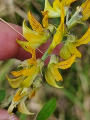 Crotalaria lanceolata