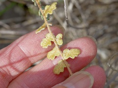 Astrolepis windhamii