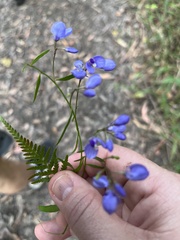 Comesperma volubile