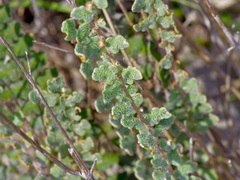 Astrolepis windhamii