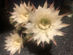 Echinopsis oxygona