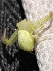Thomisidae
