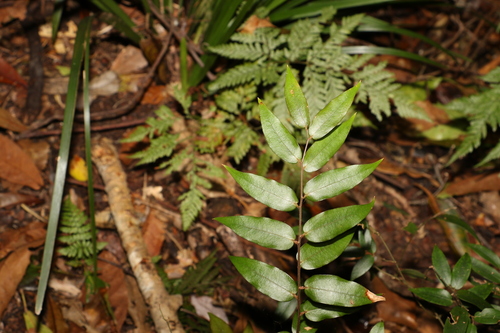 Image of Ripogonum fawcettianum by (c) Greg Tasney, some rights reserved (CC BY-SA)