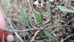 Physaria arenosa