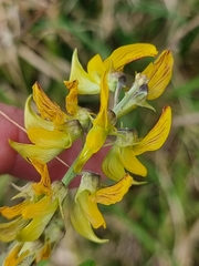 Crotalaria lanceolata