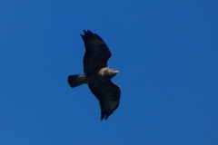 Buteo buteo
