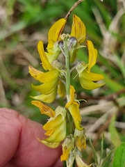 Crotalaria lanceolata
