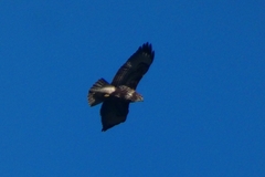 Buteo buteo