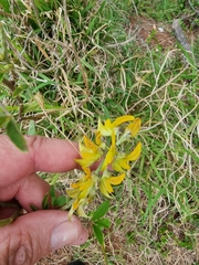 Crotalaria lanceolata