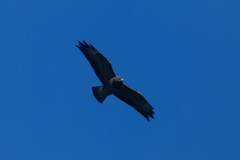Buteo buteo