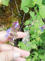 Salvia verecunda