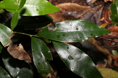 Litsea reticulata