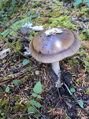 Amanita pachycolea