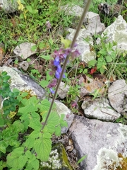 Salvia verecunda