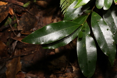 Litsea reticulata
