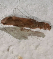 Trichoptera