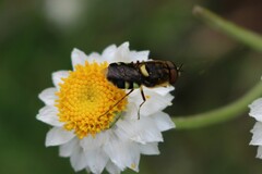 Odontomyia hunteri