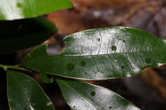 Litsea reticulata