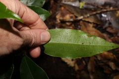 Litsea reticulata