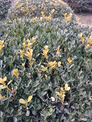 Buxus sinica